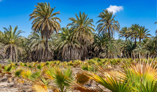 HOTEL HUERTO DEL CURA (B&B) Elche