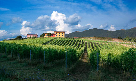 TENUTA GRIMALDI WINE RESORT (B&B) Matelica