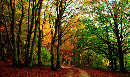 TENUTA GRIMALDI WINE RESORT (B&B) Matelica